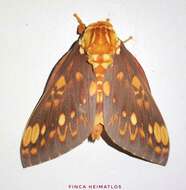 Image of Citheronia andina Lemaire 1971