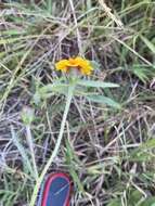 Image de Tridax trilobata (Cav.) Hemsl.