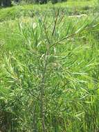 Image of Sandbar Willow