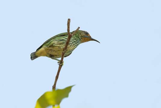 Image of Purple Honeycreeper