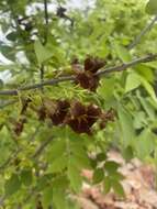 Image of Bean-tree