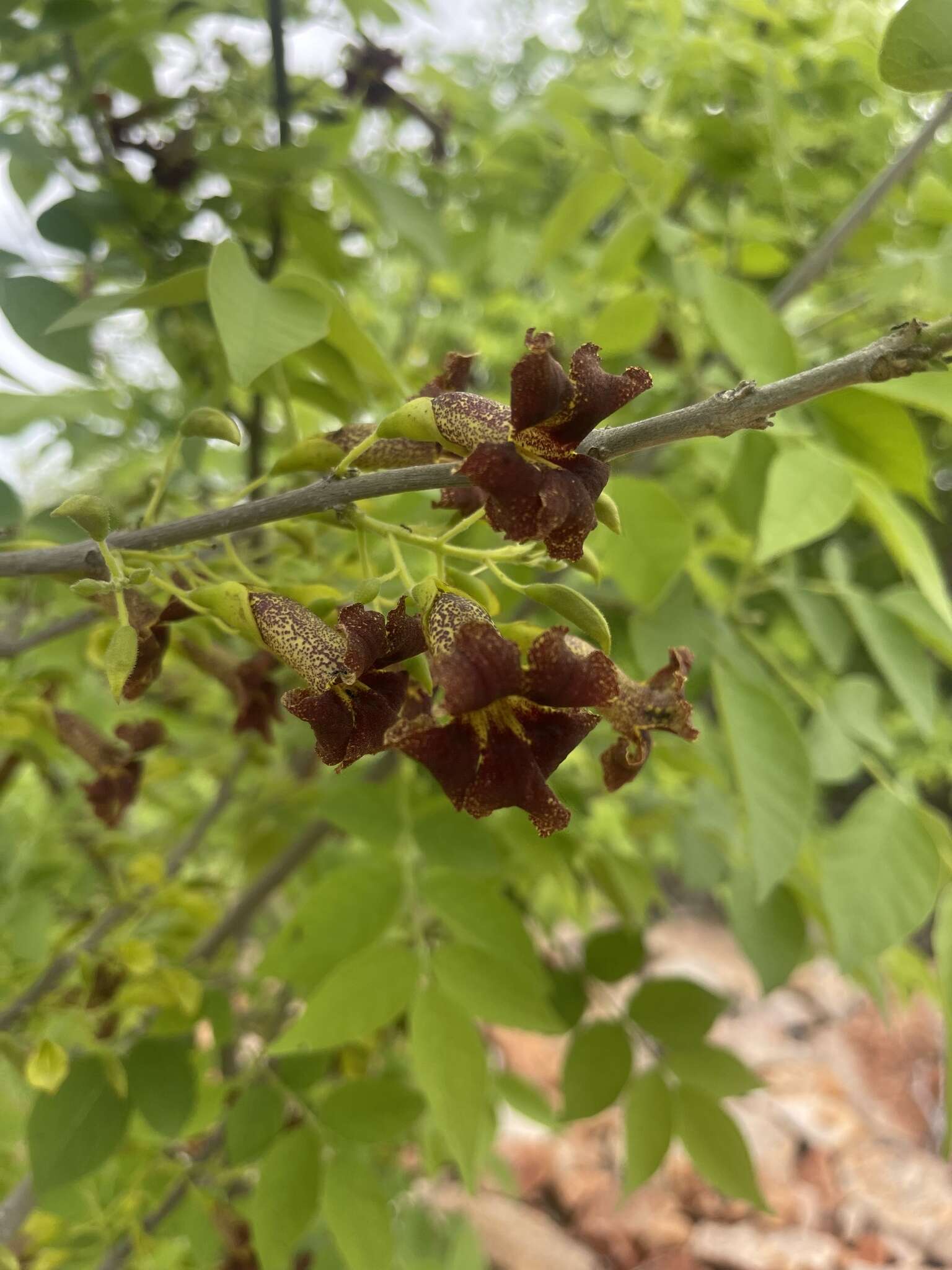 Image of Bean-tree