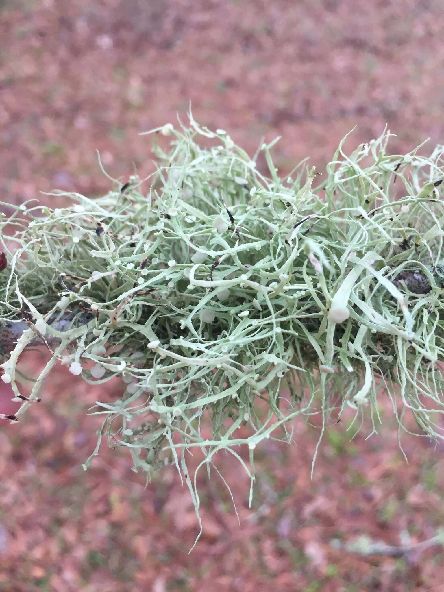 Imagem de Ramalina stenospora Müll. Arg.