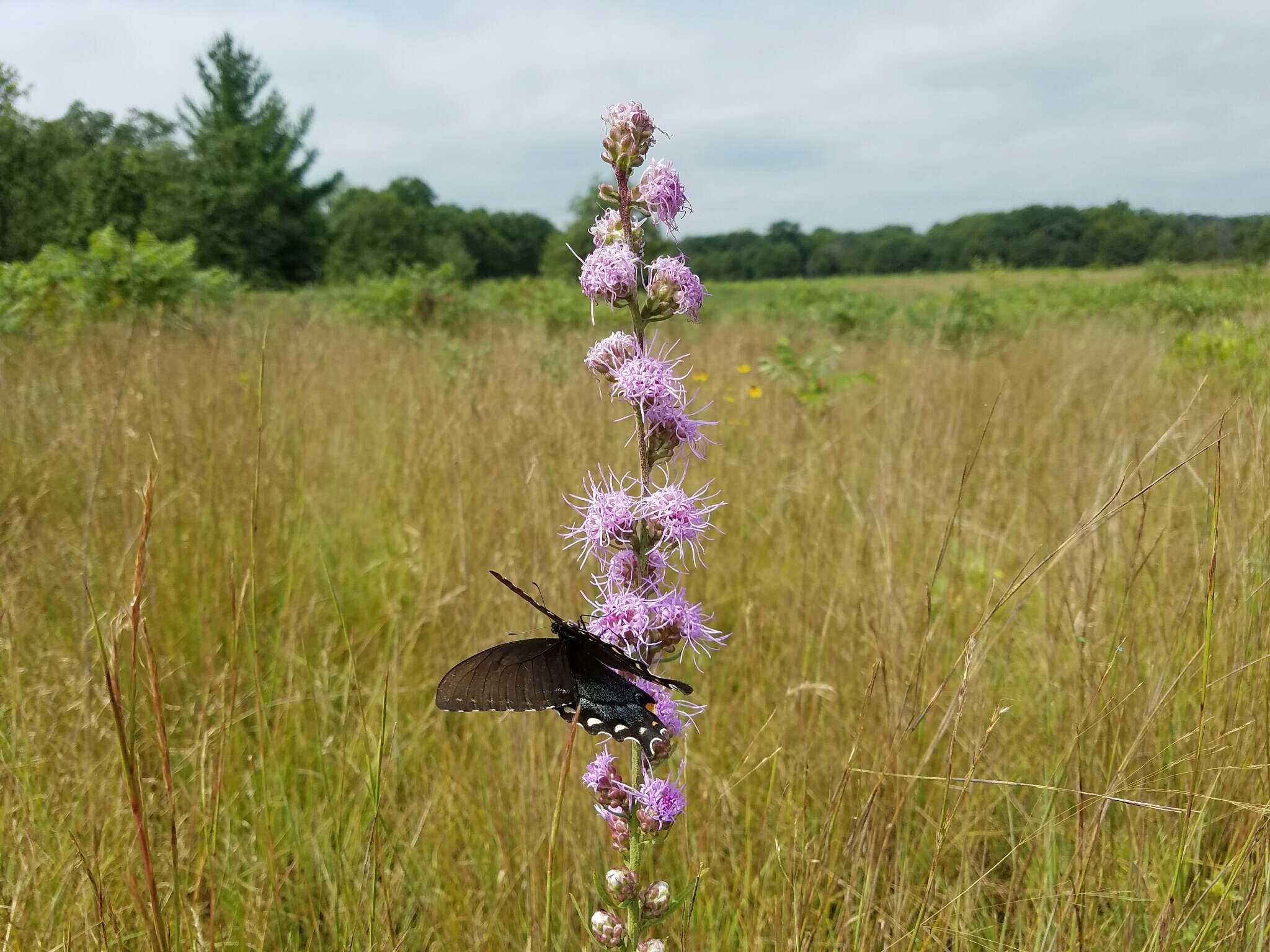 Image of tall blazing star