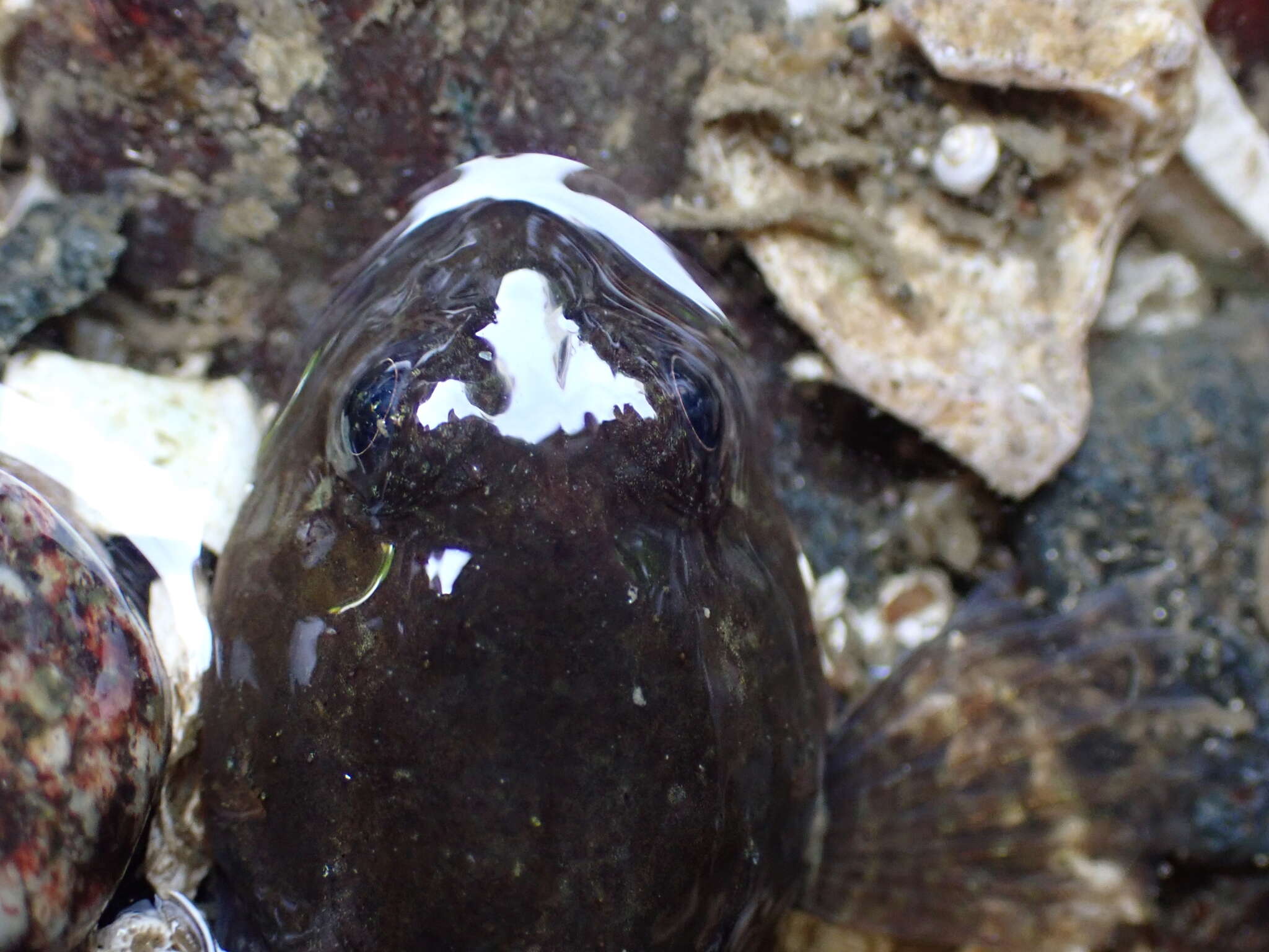 Image of Rosylip sculpin