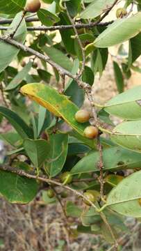 Image of Bridelia pervilleana Baill.