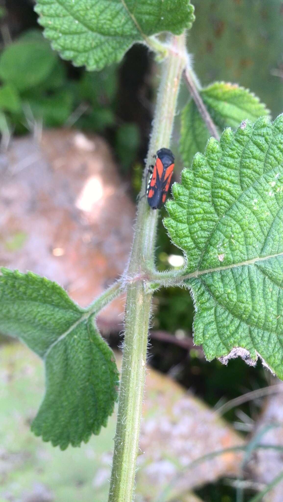 Image of Oncometopia (Similitopia) rufipennis (Signoret 1855)