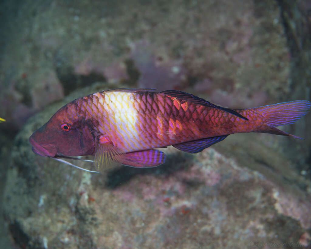 Sivun Parupeneus multifasciatus (Quoy & Gaimard 1825) kuva