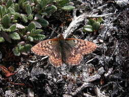 Image of Dingy Fritillary