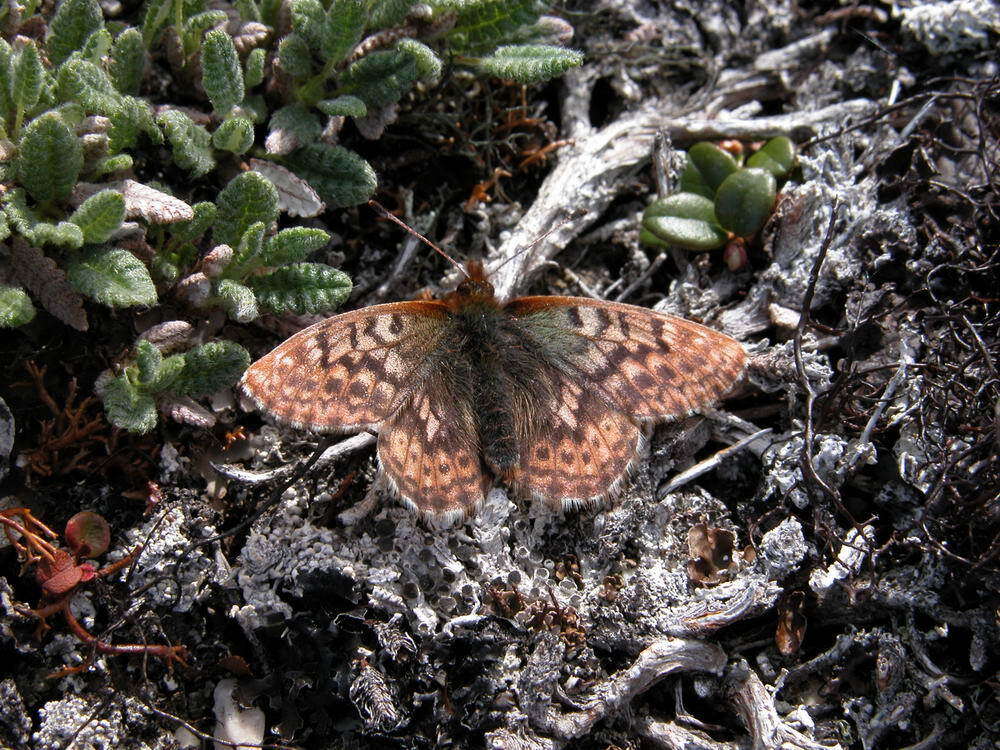 Image of Dingy Fritillary