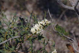 صورة Hakea auriculata Meissn.