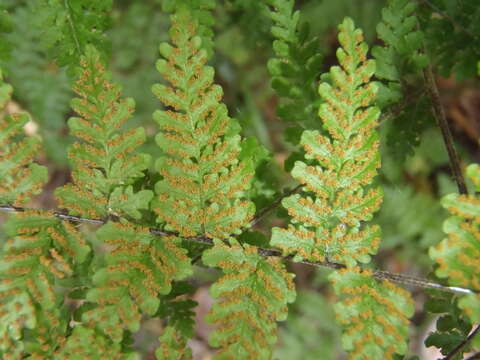 Image of Cheilanthes bergiana Schltdl.