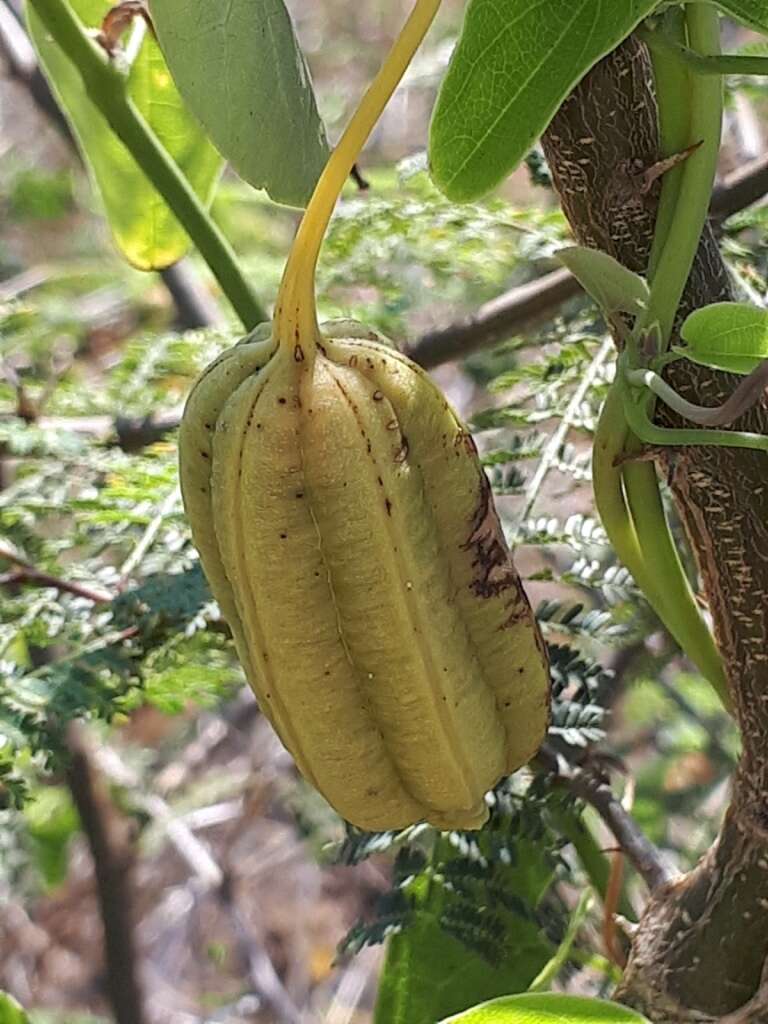 Image of Aristolochia taliscana Hook. & Arn.