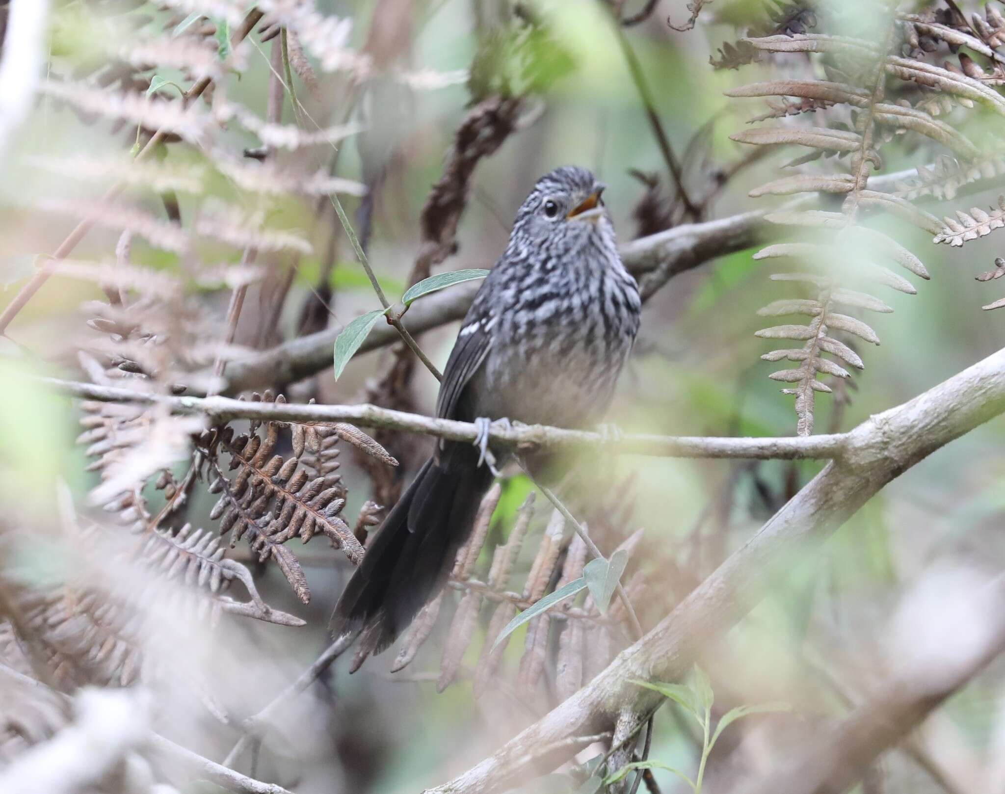 Image of Dusky-tailed Antbird