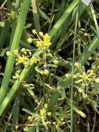 Image of Small-Flower Stinkweed