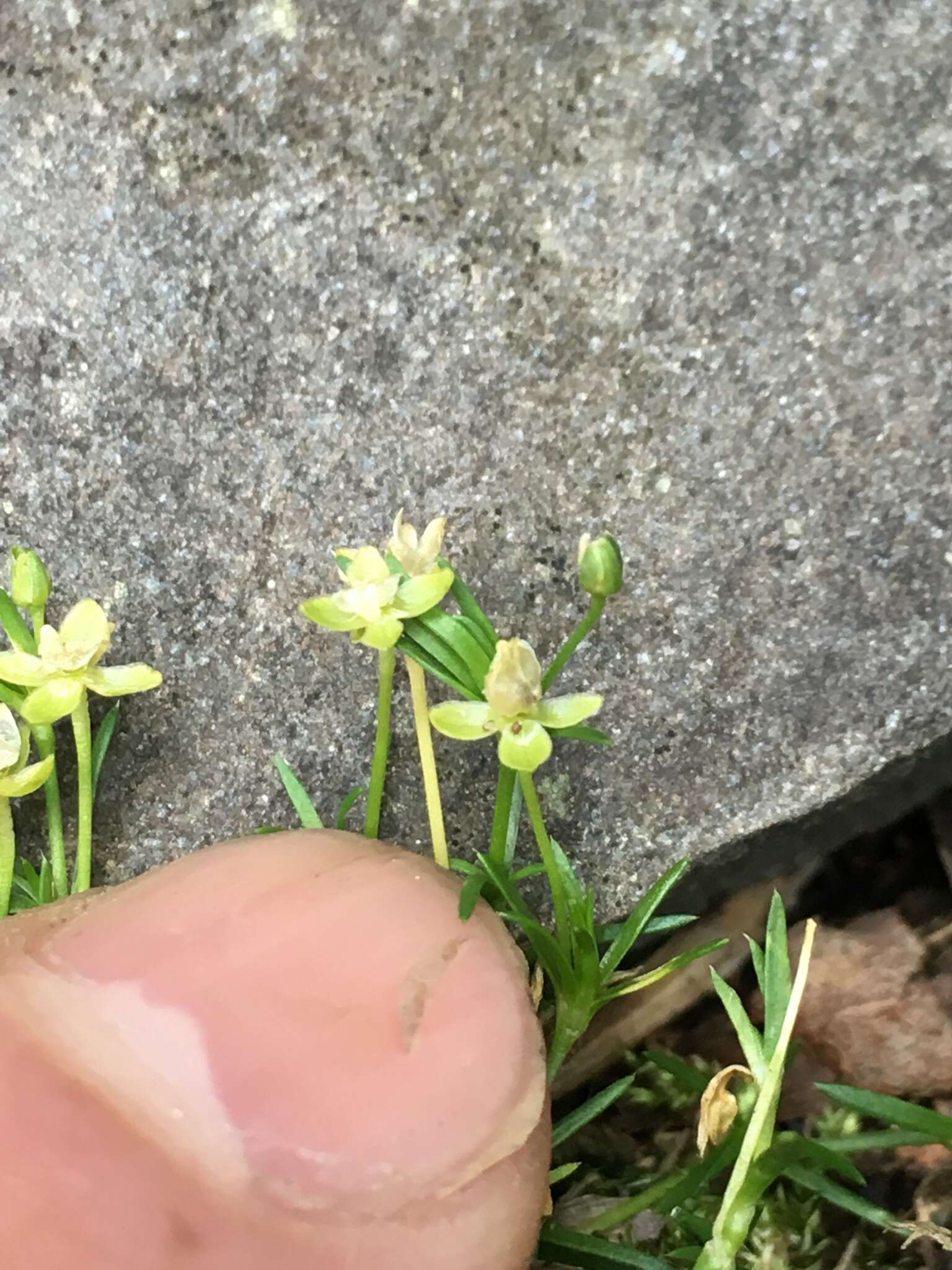 Parthenocissus tricuspidata (Siebold & Zucc.) Planchon resmi