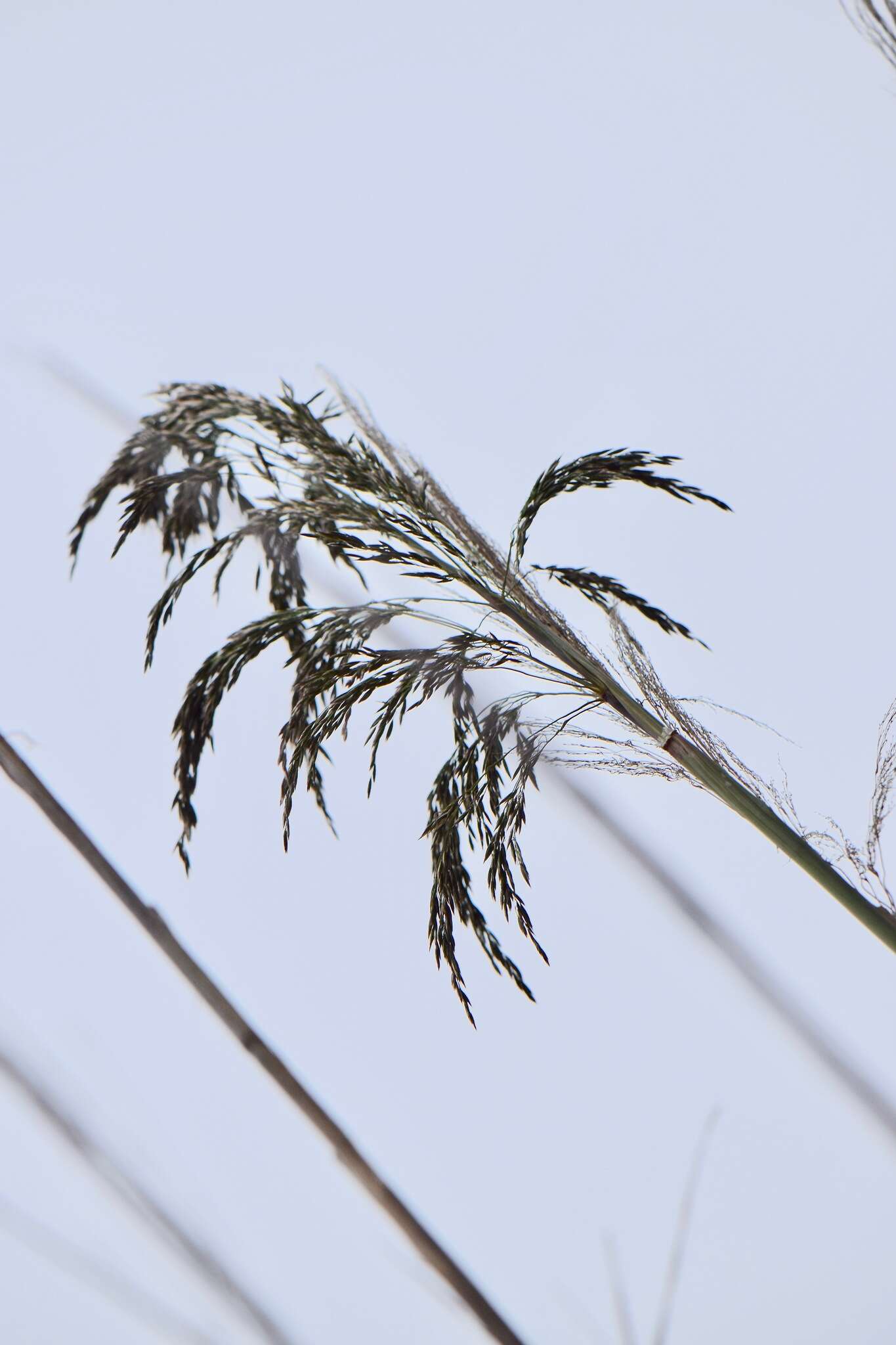 Image of Trisetum virletii E. Fourn.