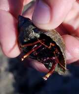 Image of orange claw hermit crab