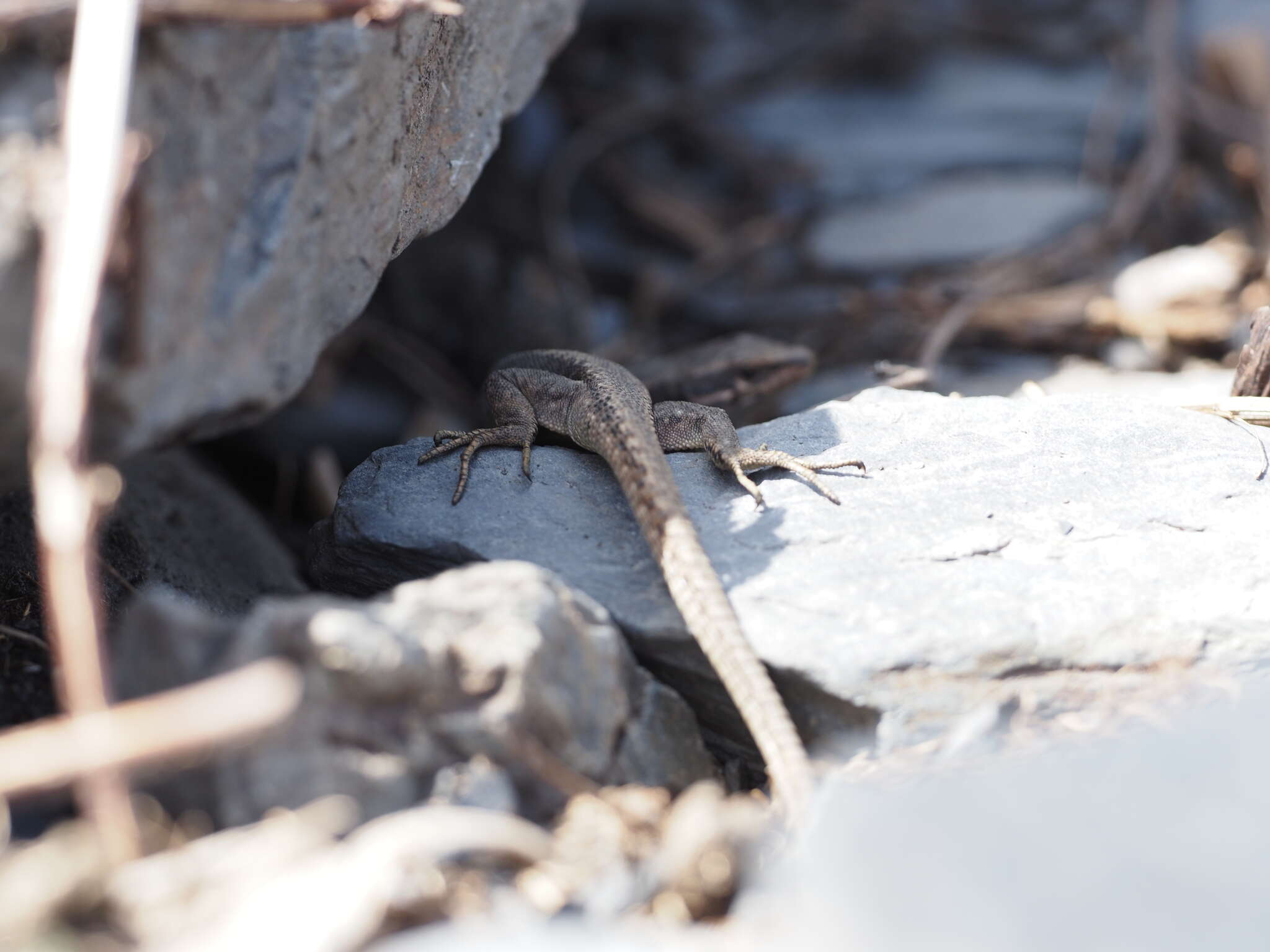 Image of Caucasian lizard