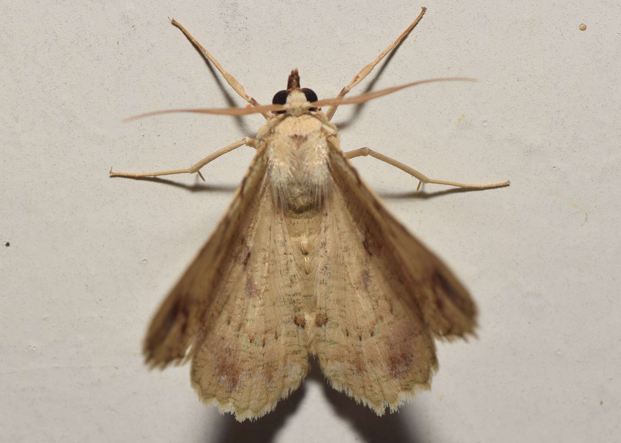 Image of Aeolochroma melaleucae Goldfinch 1929