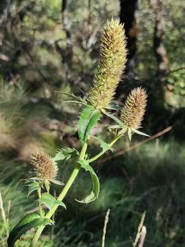 Eryngium duriaei Gay ex Boiss. resmi