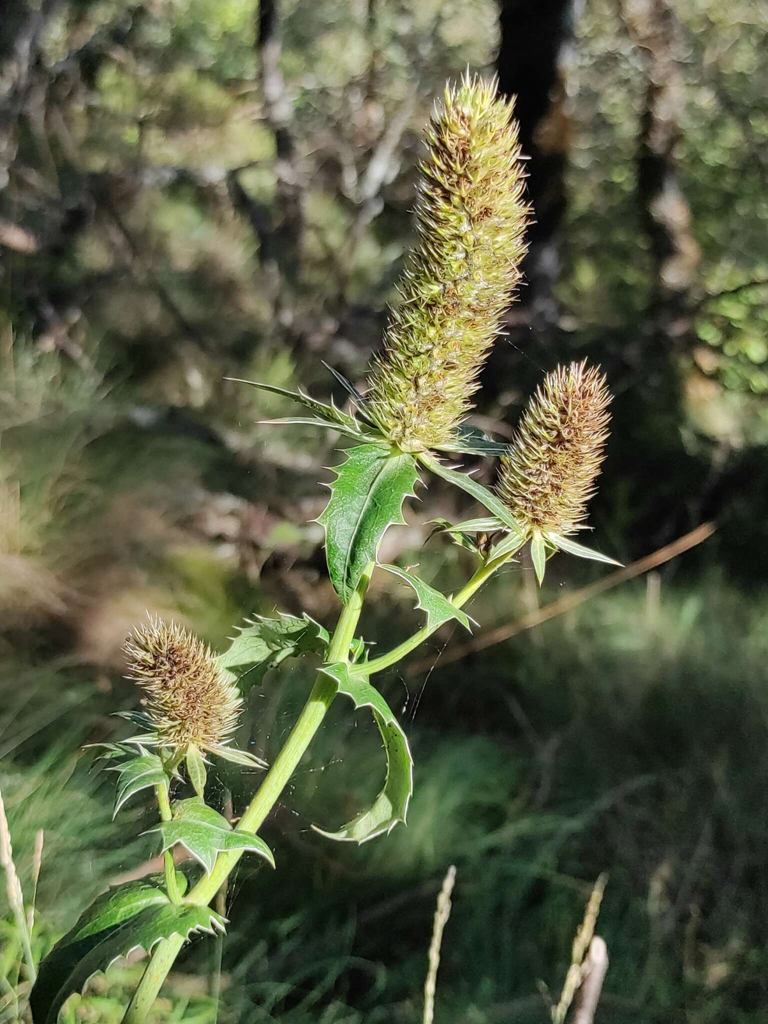 Imagem de Eryngium duriaei Gay ex Boiss.