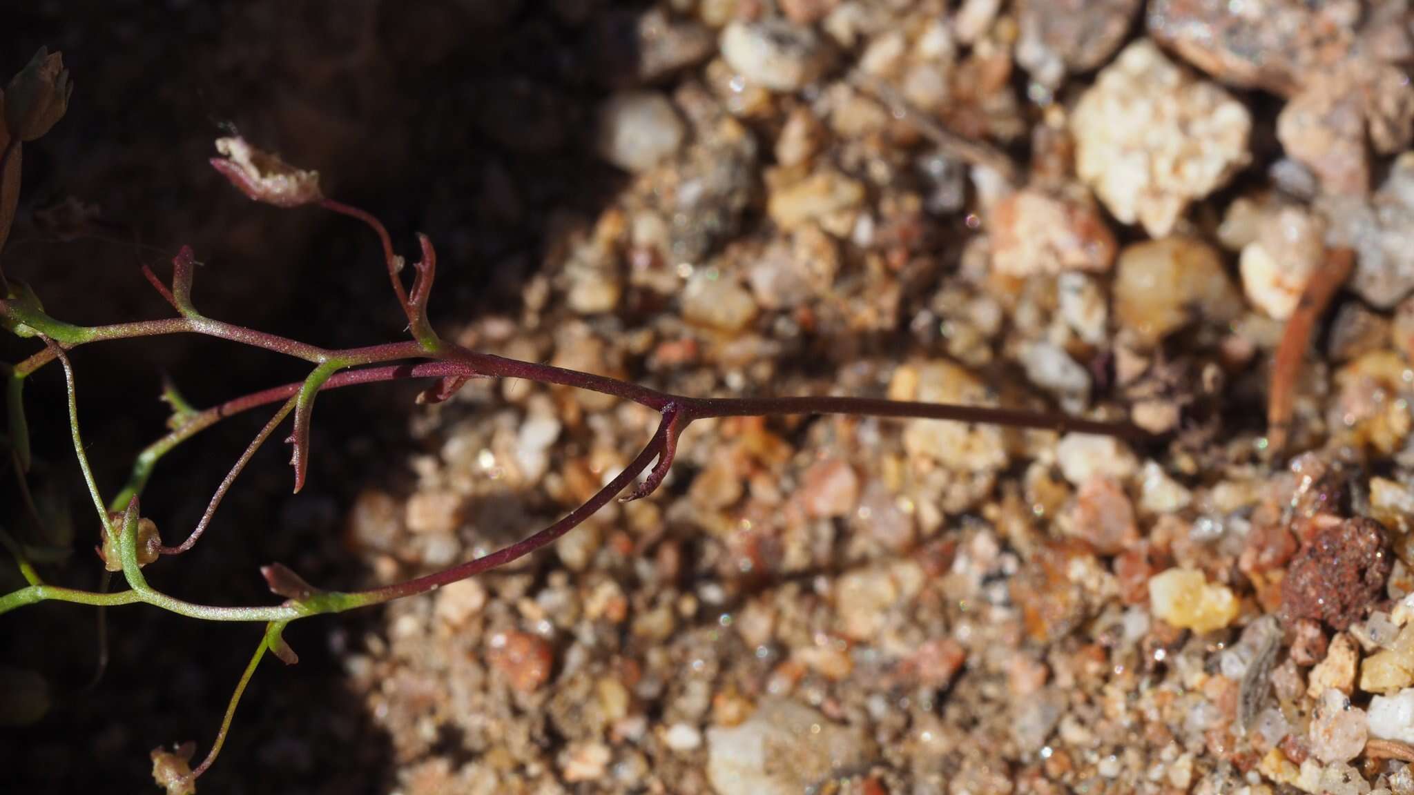 Image de Nemacladus pinnatifidus Greene