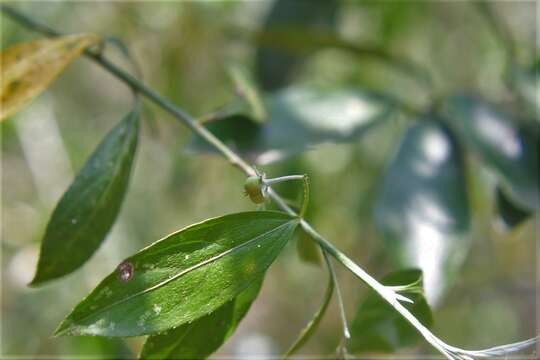 Image of Chiropetalum schiedeanum (Müll. Arg.) Pax