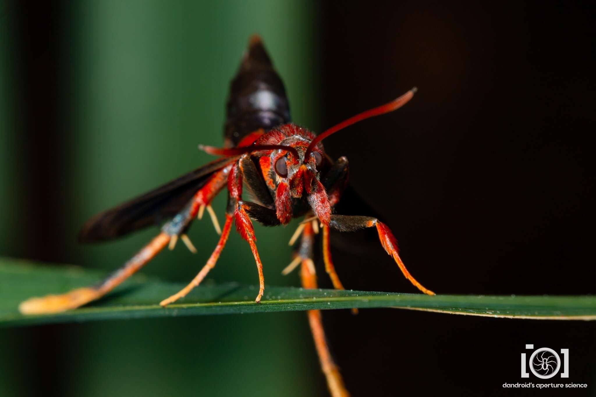 Image of Ash/Lilac Borers