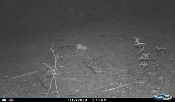 Image of Indian Gerbil