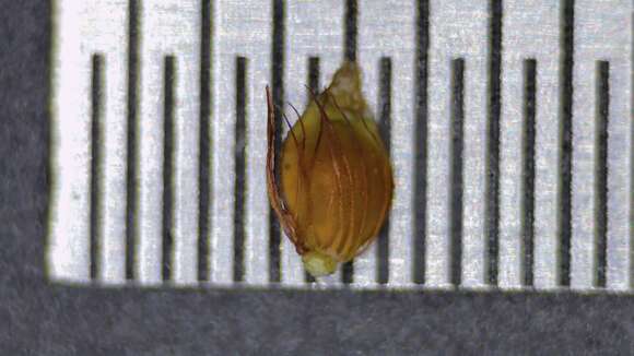 Image of Baldwin's Beak Sedge