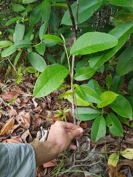 Image of Croton hostmannii Miq. ex Schltdl.