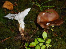 Image de Hygrophore à lamelles arquées