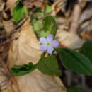 Image of Trigonotis radicans subsp. sericea (Maxim.) Riedl