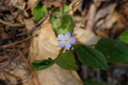 Image of Trigonotis radicans subsp. sericea (Maxim.) Riedl