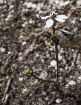 Image of Oschatzia saxifraga (Hook. fil.) Walp.