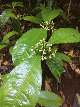 Image of Turkey bush