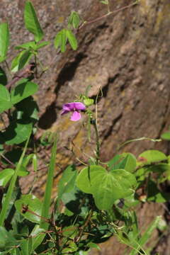 Image of Sphenostylis marginata E. Mey.