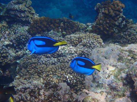 Image of Paracanthurus