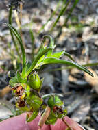 Image of Hibbertia vaginata (Benth.) F. Müll.