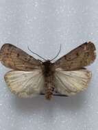 Image of Marsh moth