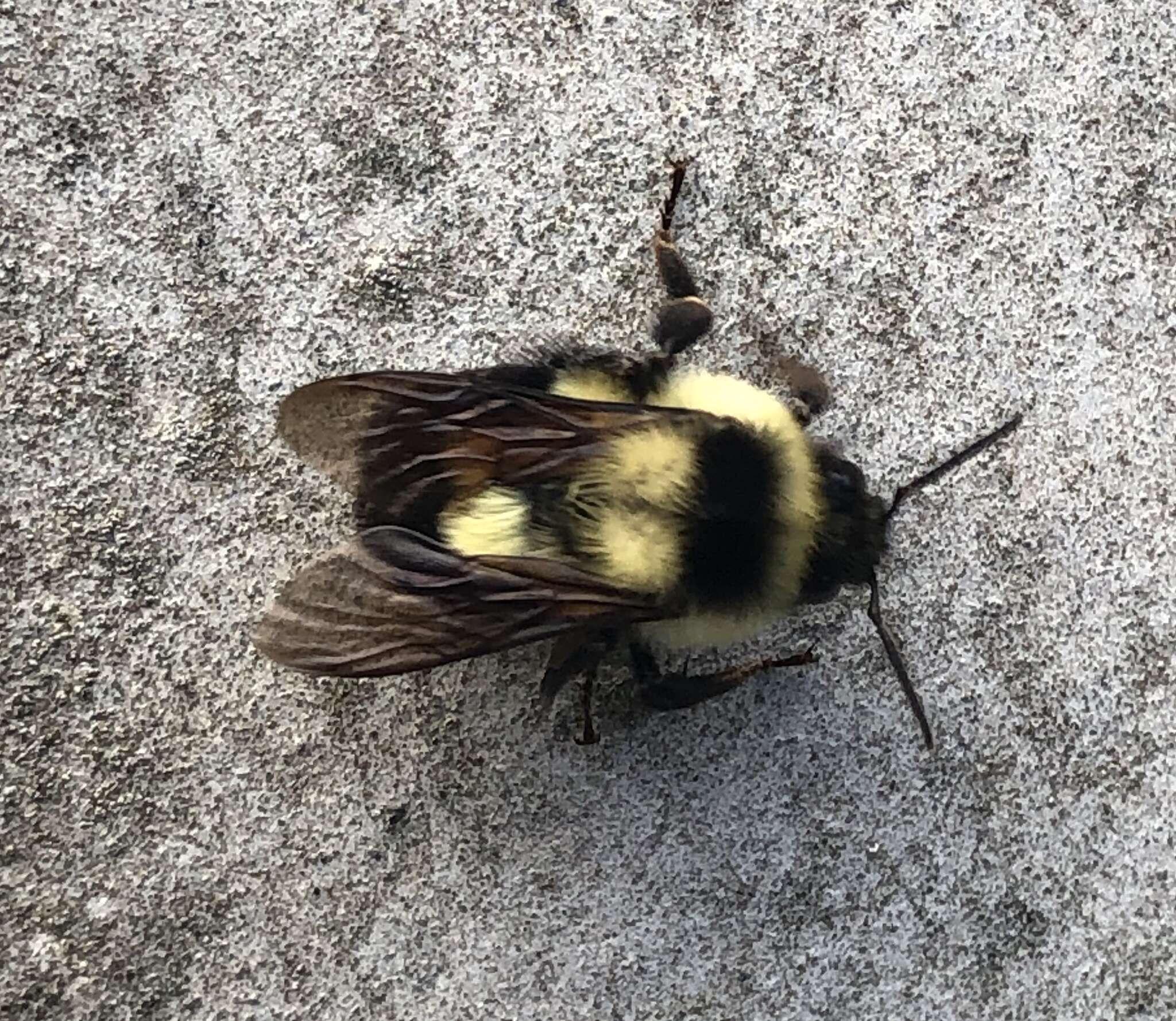 Image of Wilmatte's Bumble Bee