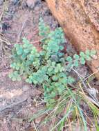 Image of Asplenium subglandulosum (Hook. & Grev.) Salvo, Prada & T. E. Diaz