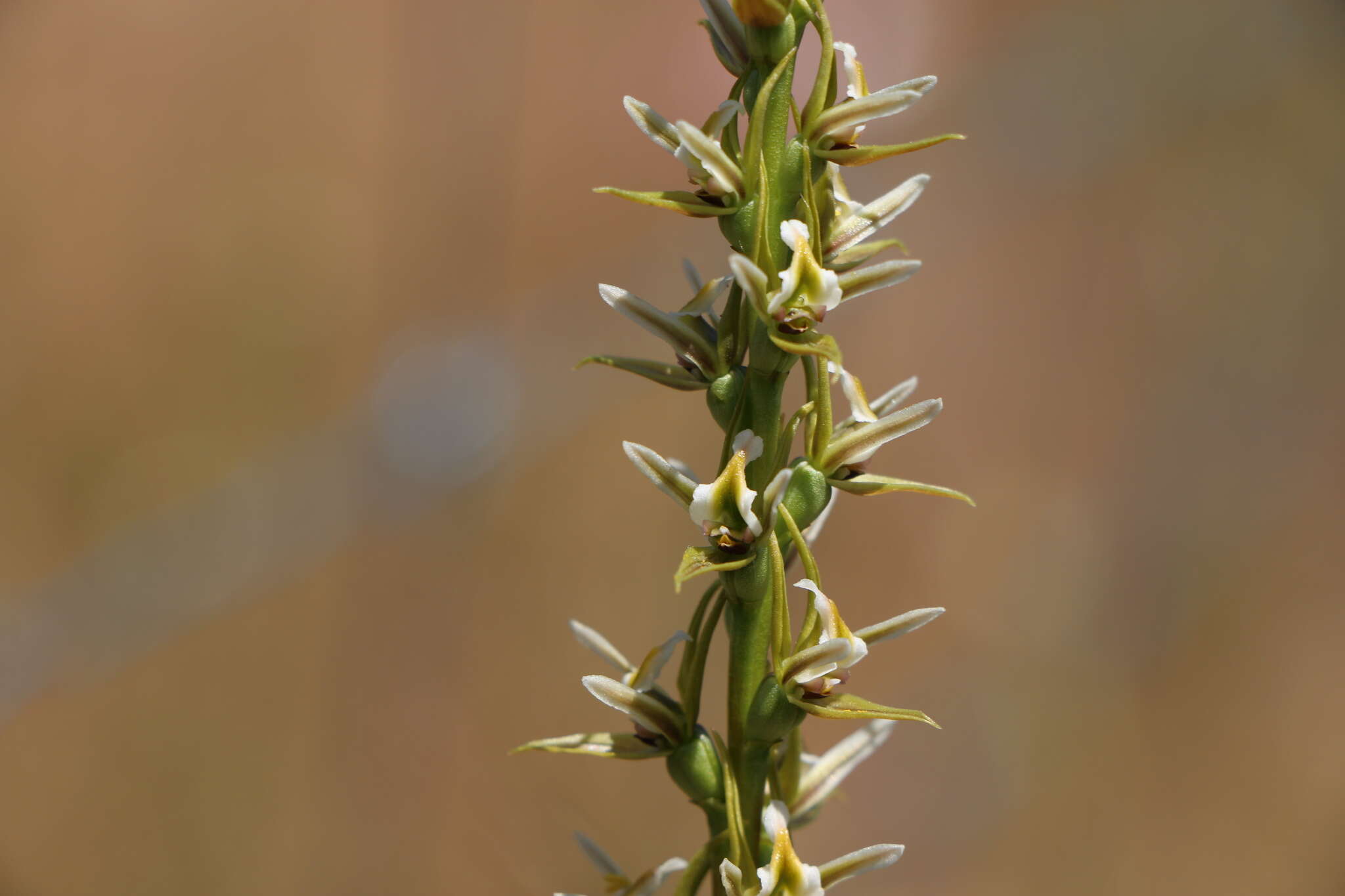 Imagem de Prasophyllum hygrophilum D. L. Jones & D. T. Rouse