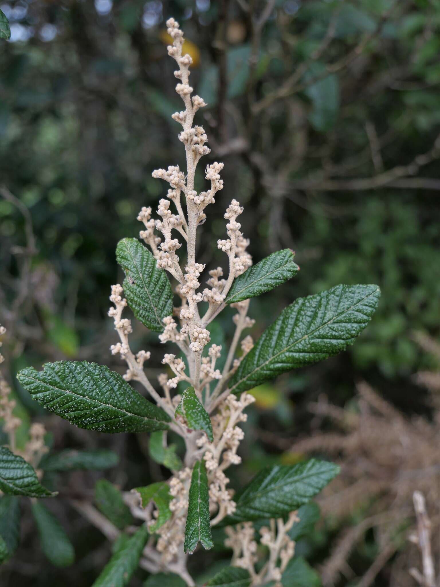 Image of Pomaderris apetala subsp. maritima N. G. Walsh & F. Coates