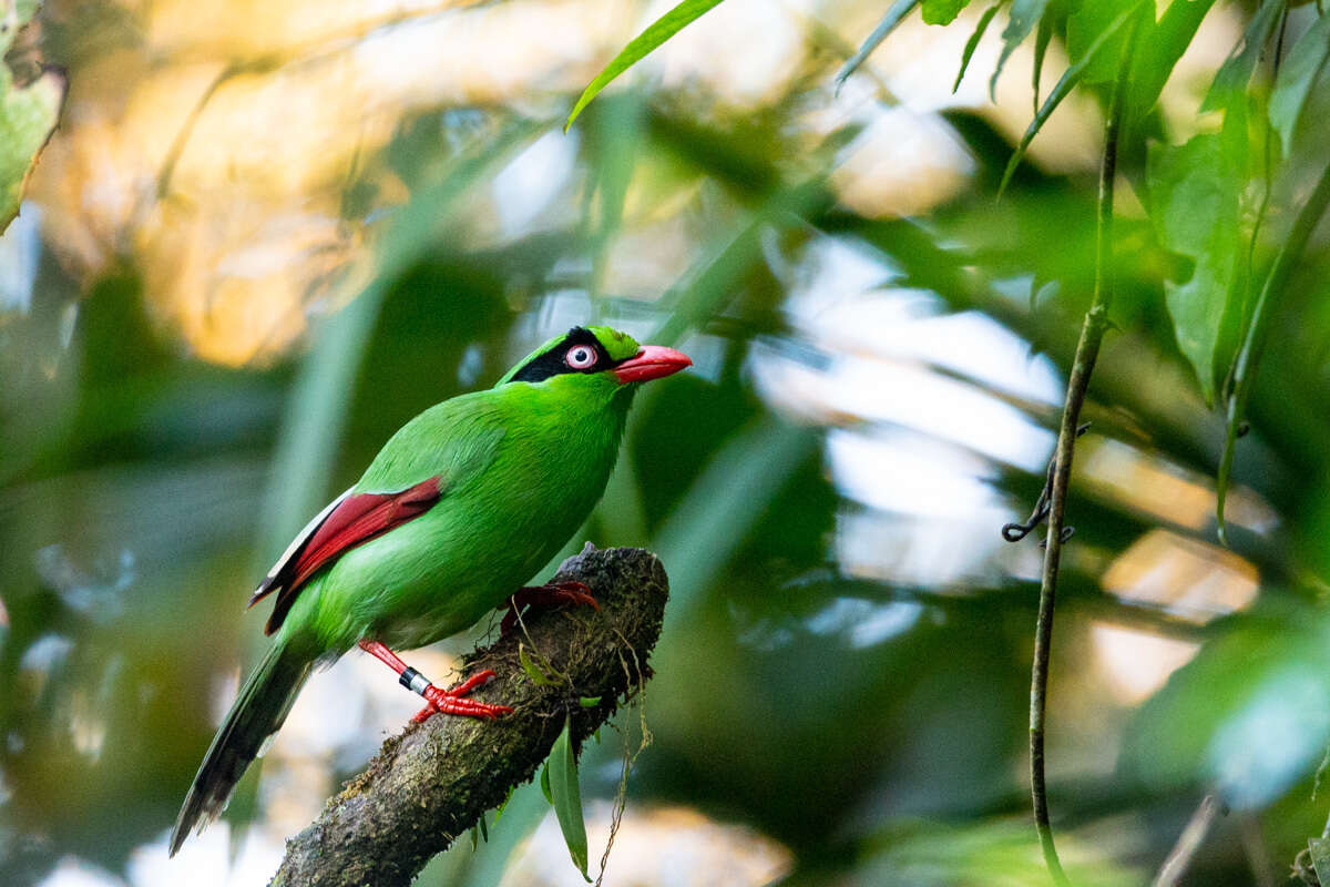 Image of Bornean Green Magpie