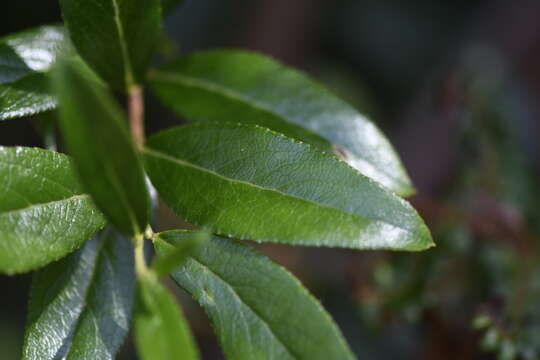 Image de Gaultheria appressa A. W. Hill