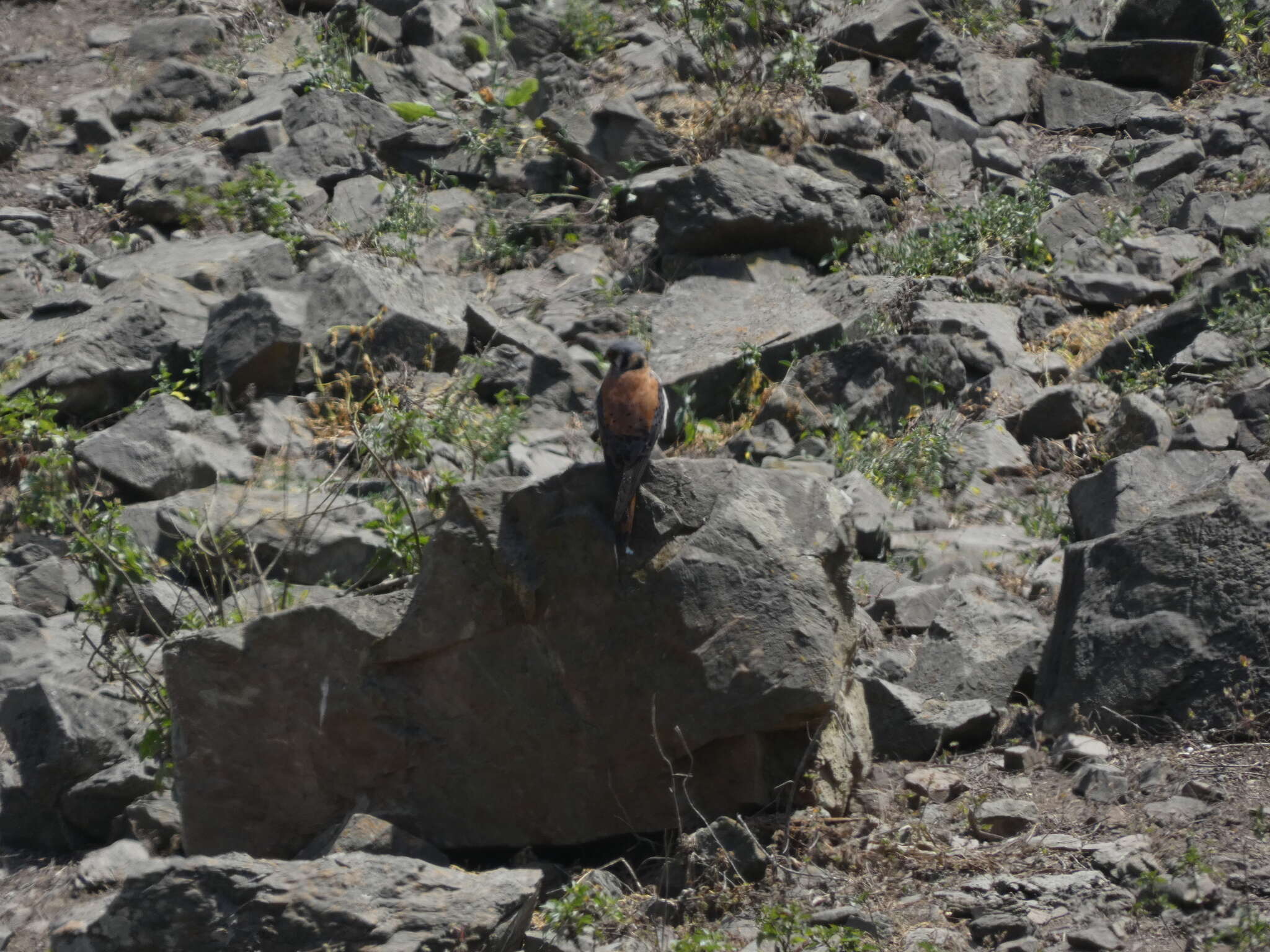 Image de Falco sparverius cinnamominus Swainson 1838