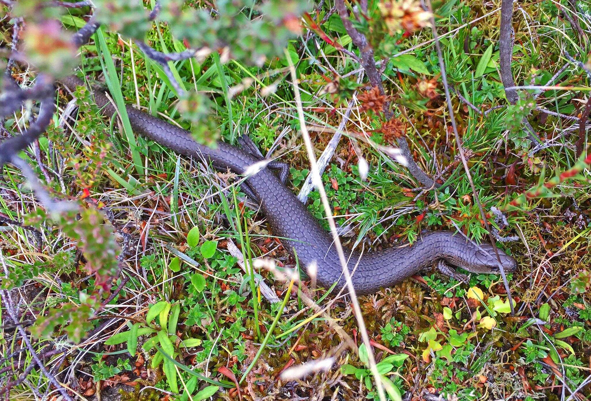 Image of She-oak Skink