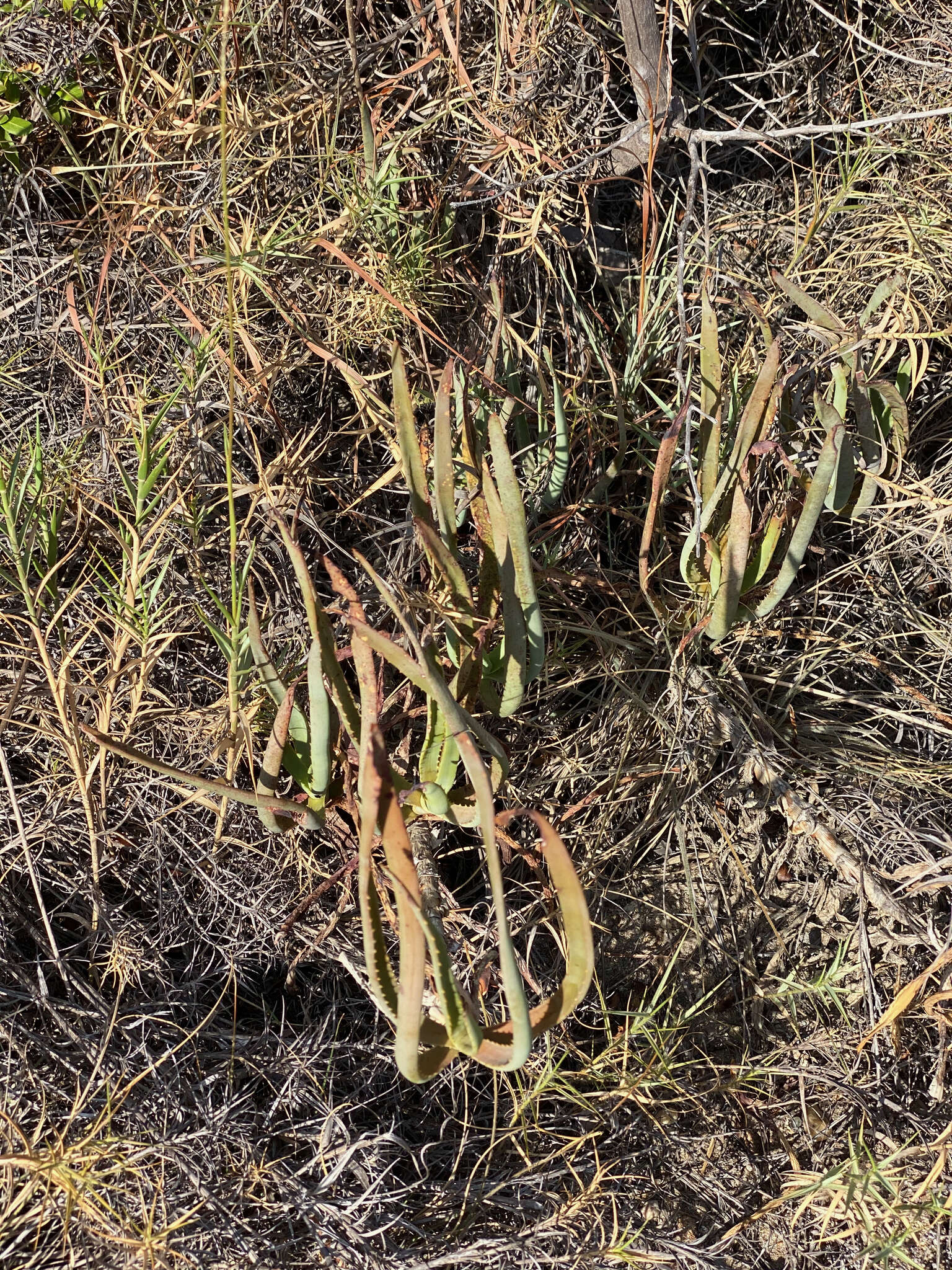 Слика од Aloe isaloensis H. Perrier